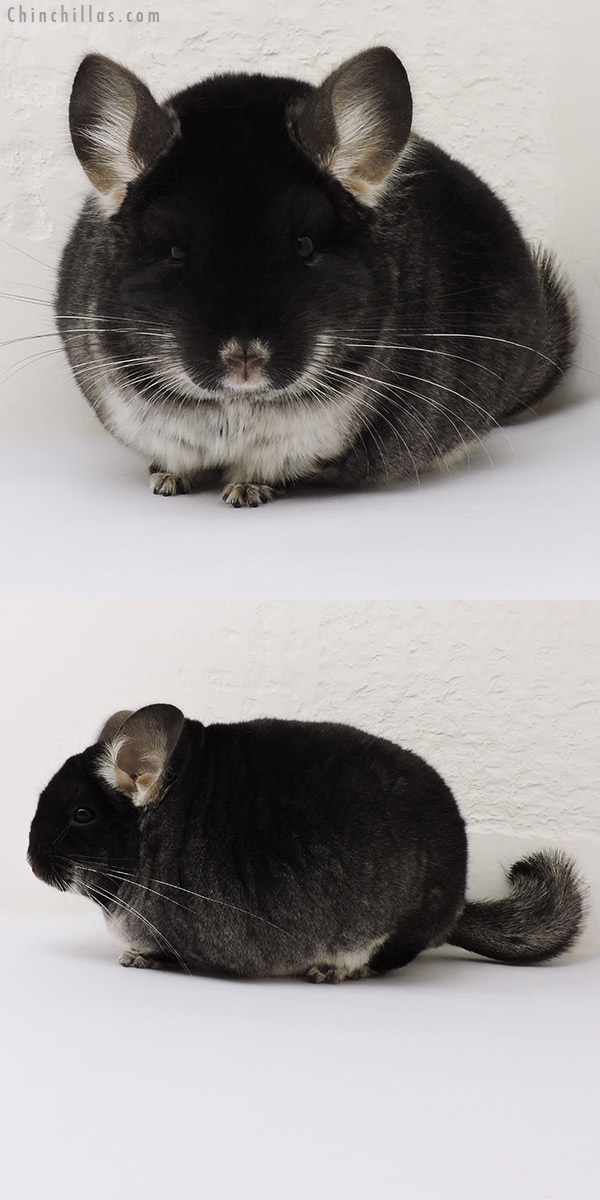 16151 Blocky Brevi Type Show Quality Black Velvet Male Chinchilla