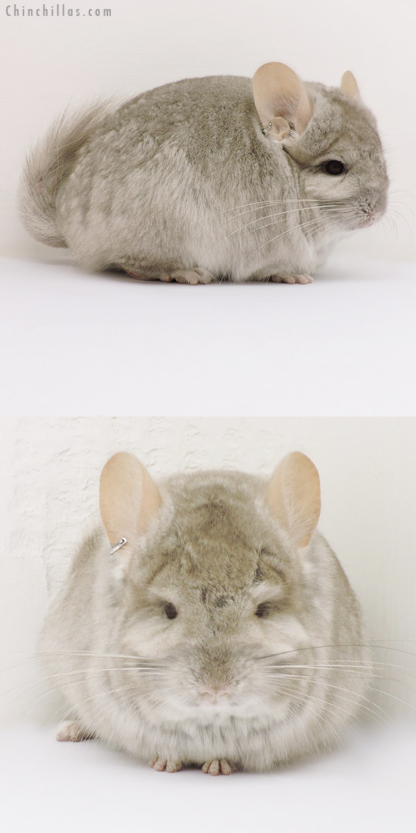 16155 Beige  Royal Persian Angora Female Chinchilla