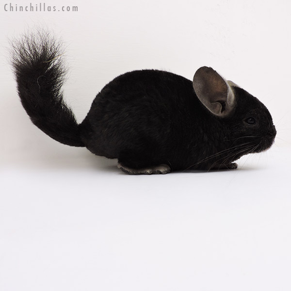 16157 Ebony Quasi Locken Female Chinchilla