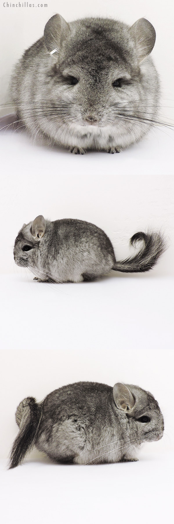 16153 Standard  Royal Persian Angora Male Chinchilla