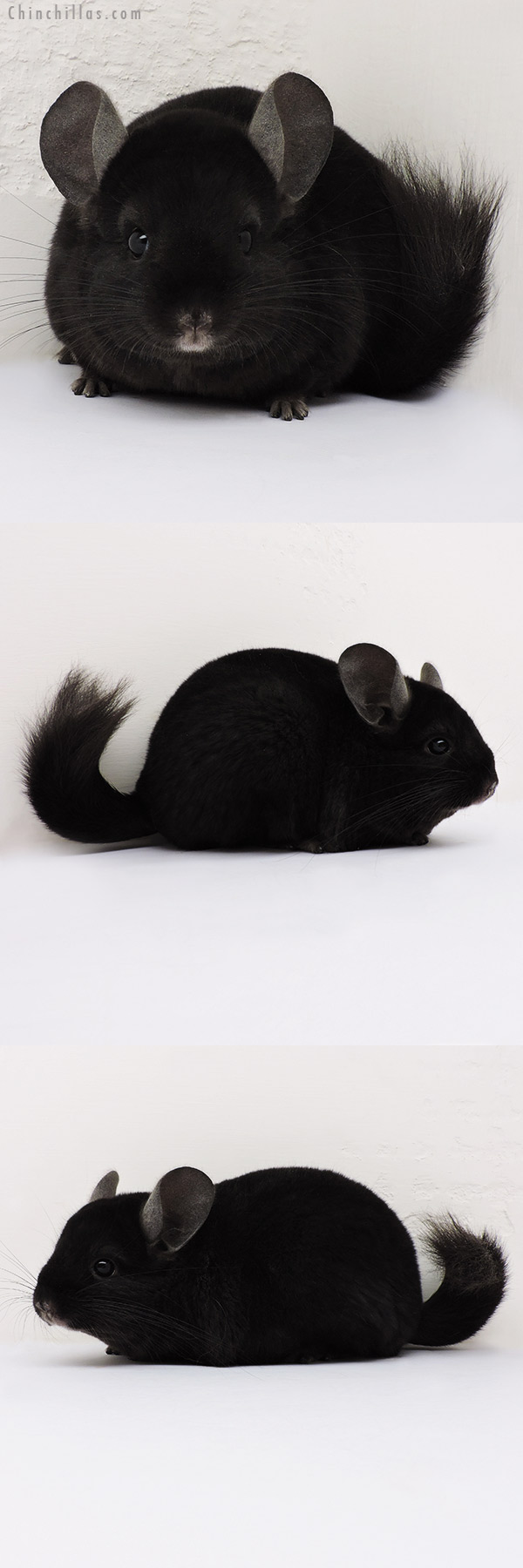 16156 Ebony ( Locken Carrier ) Female Chinchilla