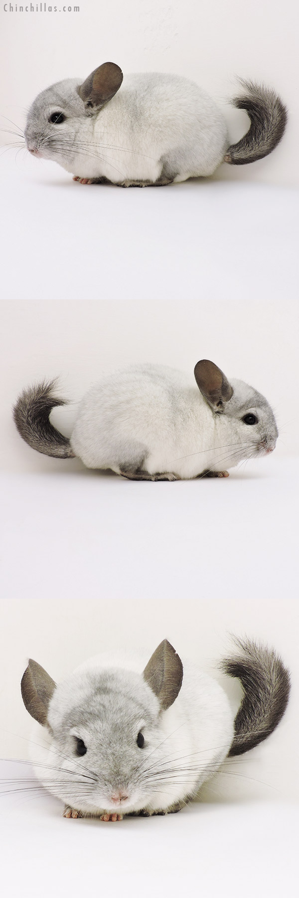 16150 Silver Mosaic ( Locken Carrier ) Male Chinchilla