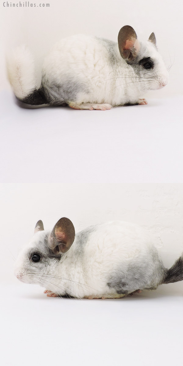 16149 Unusual Ebony & White Mosaic ( Locken Carrier ) Male Chinchilla