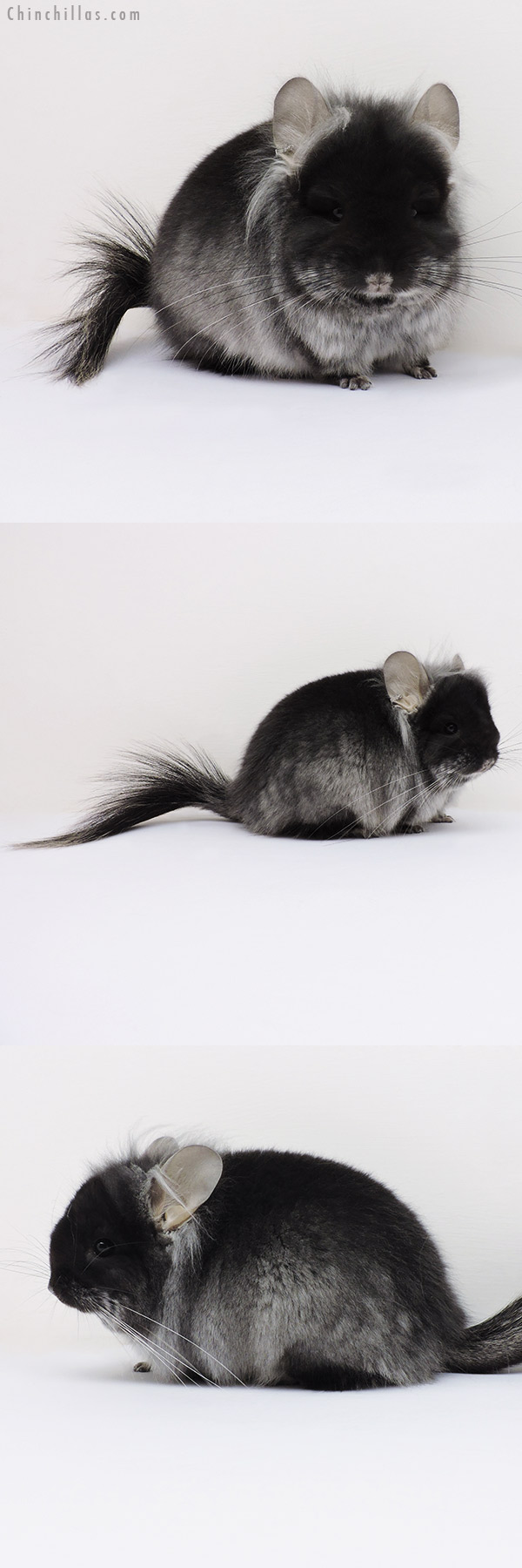 16163 Exceptional Black Velvet ( Violet Carrier ) G2  Royal Persian Angora Male Chinchilla