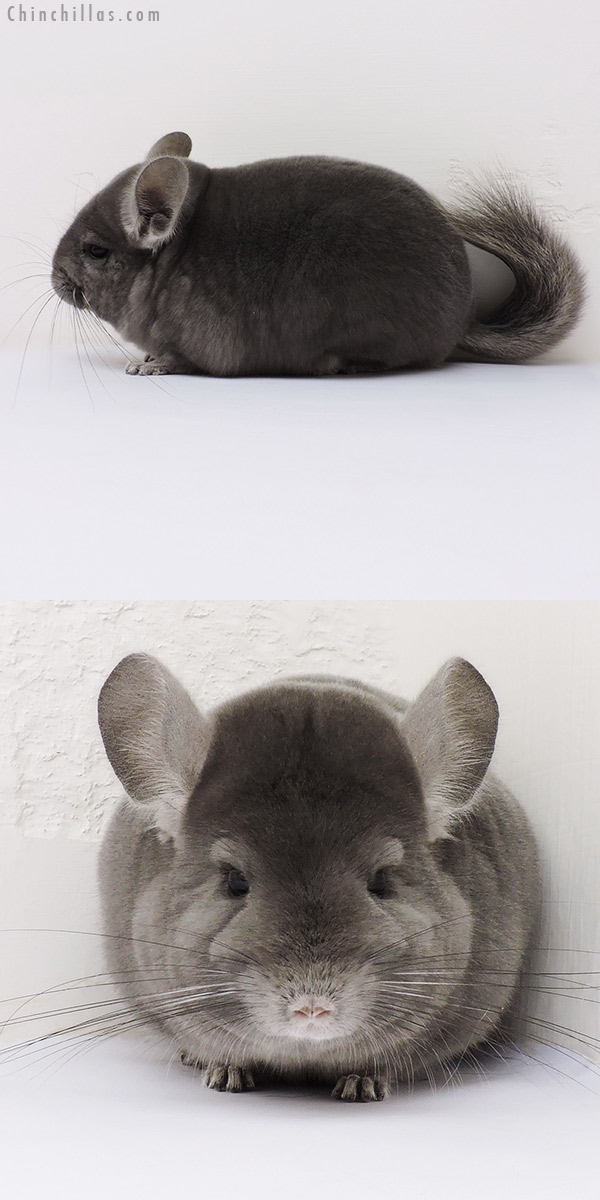 16159 Show Quality Wrap Around Violet Female Chinchilla