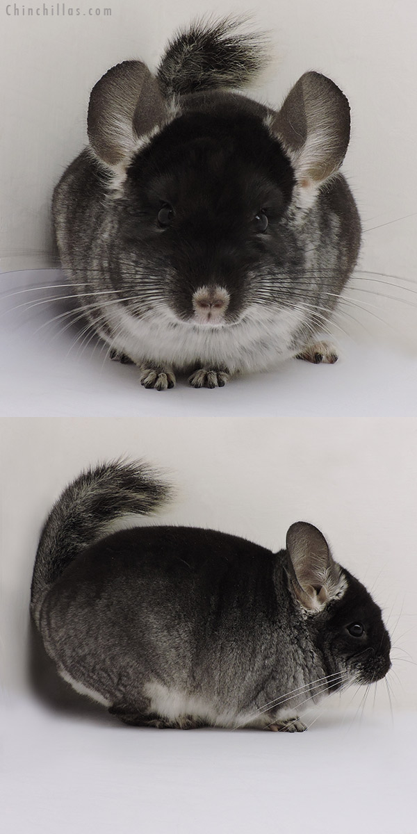 16147 Show Quality Black Velvet ( Violet Carrier ) Male Chinchilla