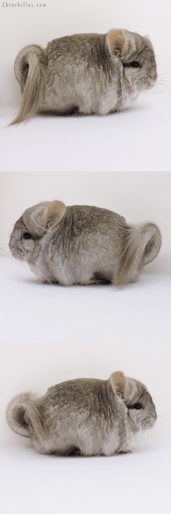 16141 Exceptional Beige  Royal Persian Angora Female Chinchilla