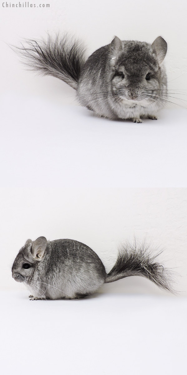 16161 Standard  Royal Persian Angora Male Chinchilla