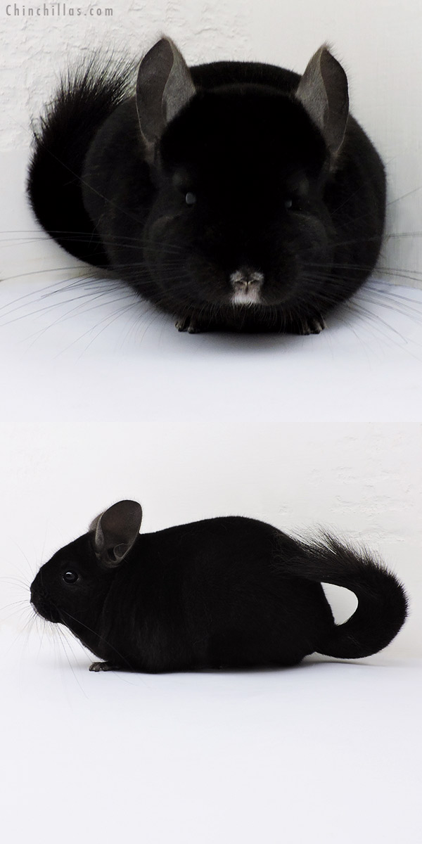 16133 Show Quality Ebony Female Chinchilla