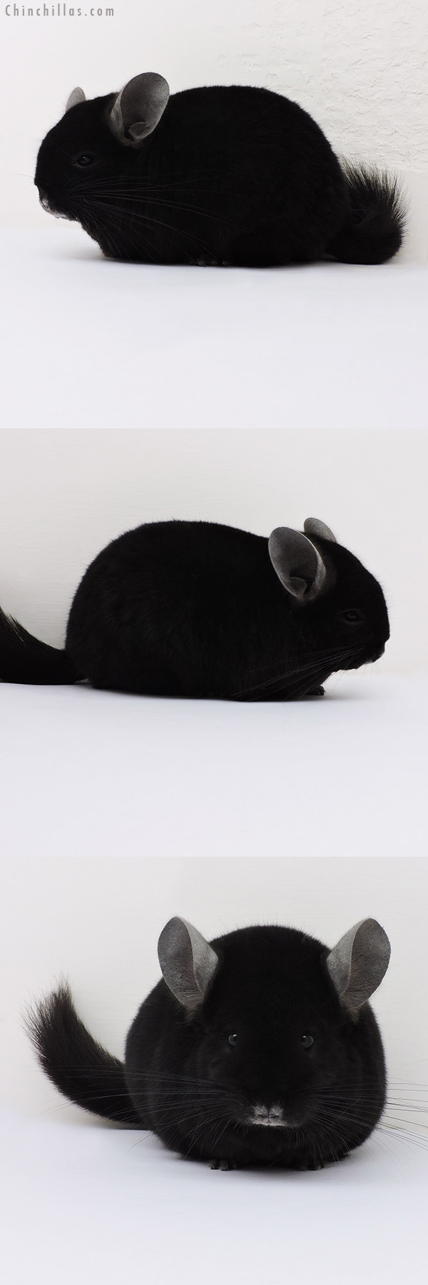 16167 Large Show Quality Brevi Type Ebony Female Chinchilla