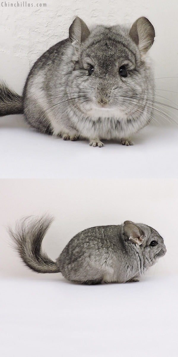 16170 Standard ( Violet Carrier )  Royal Persian Angora Male Chinchilla