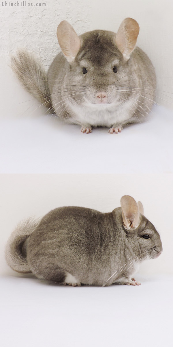 16166 Large Show Quality Beige Female Chinchilla