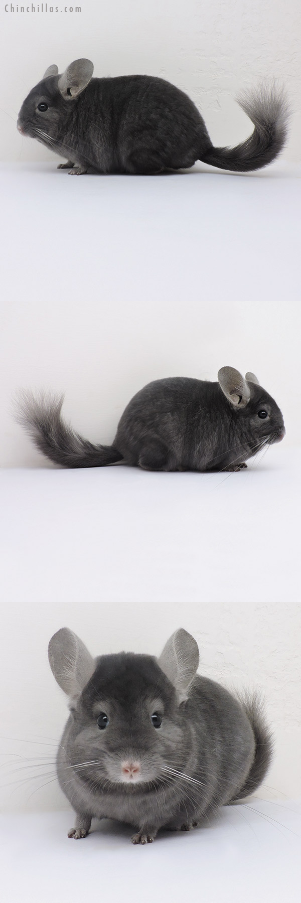 16164 Premium Production Quality Wrap Around Sapphire Female Chinchilla