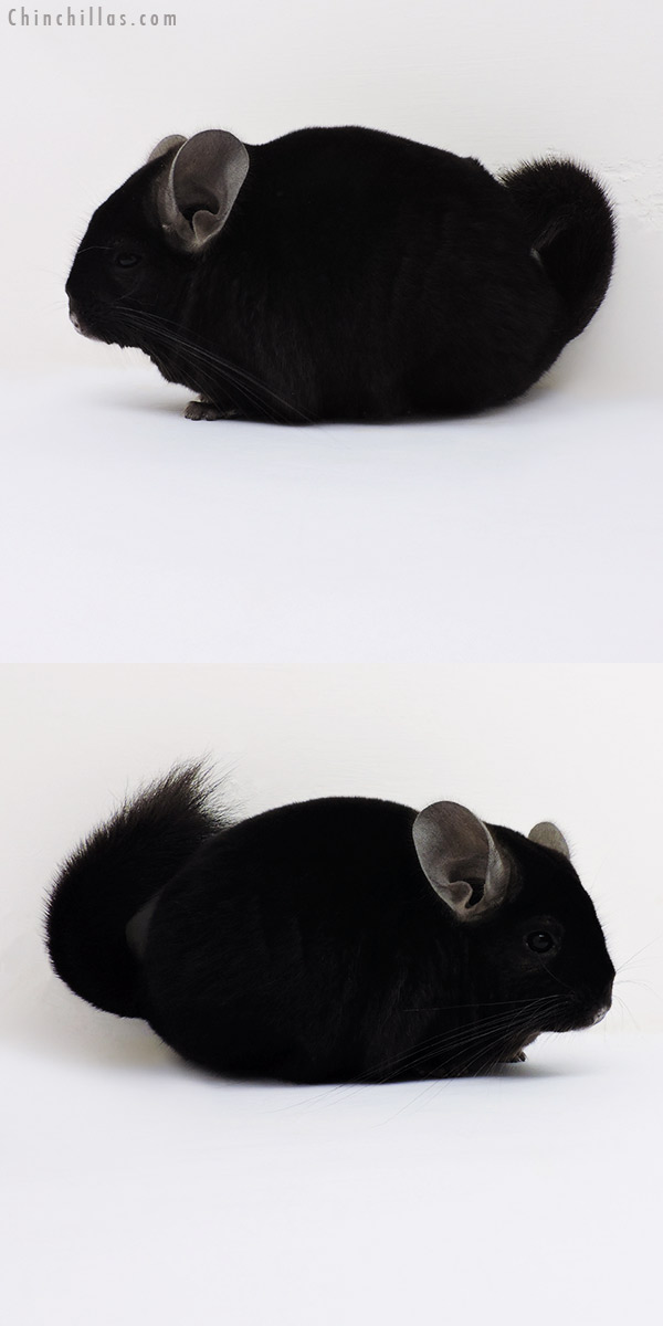 16165 Show Quality Ebony Female Chinchilla