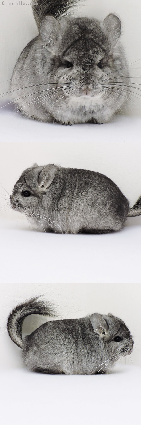 16174 Blocky Standard  Royal Persian Angora Female Chinchilla