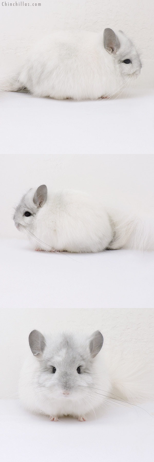 16171 Exceptional White Mosaic  Royal Persian Angora Female Chinchilla