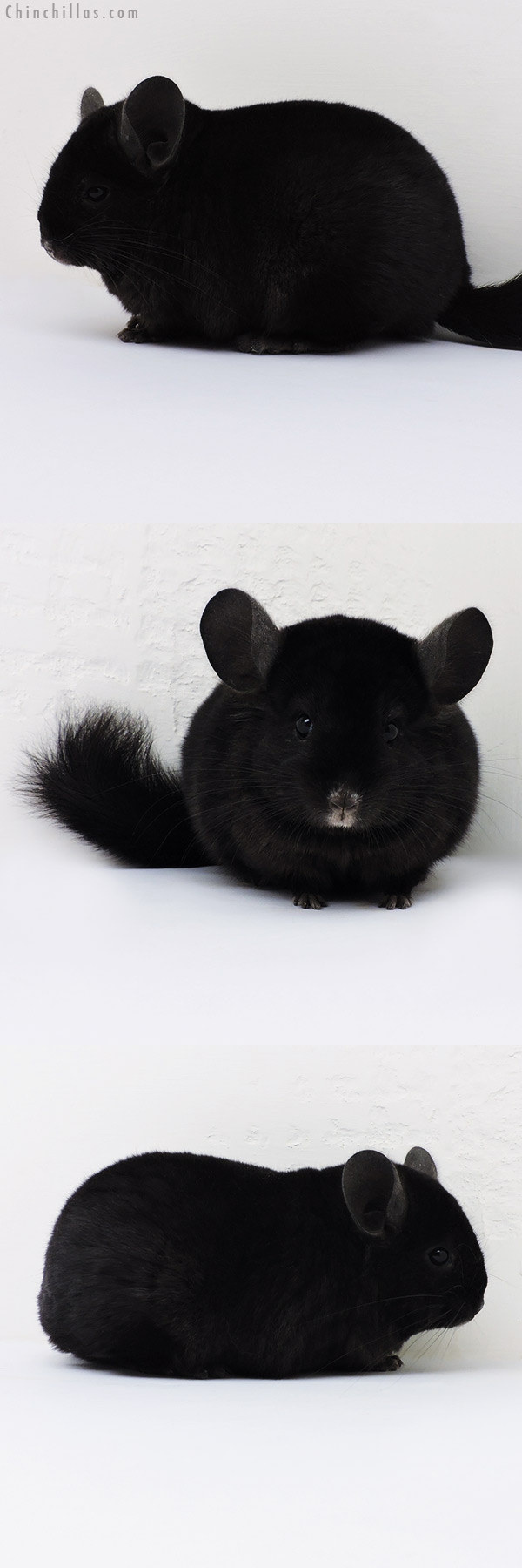 16172 Exceptional Ebony ( Locken Carrier ) Female Chinchilla