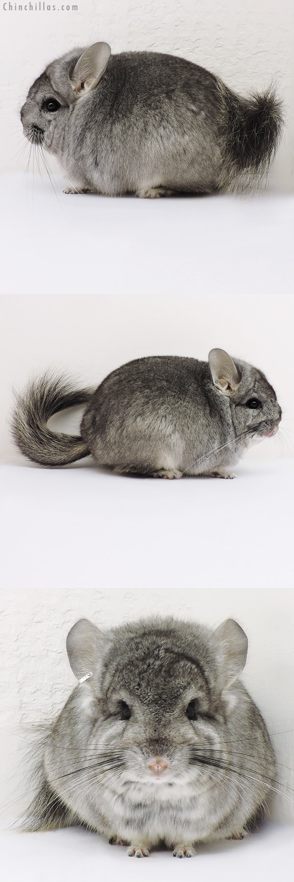 16176 Standard ( Violet Carrier )  Royal Persian Angora Male Chinchilla