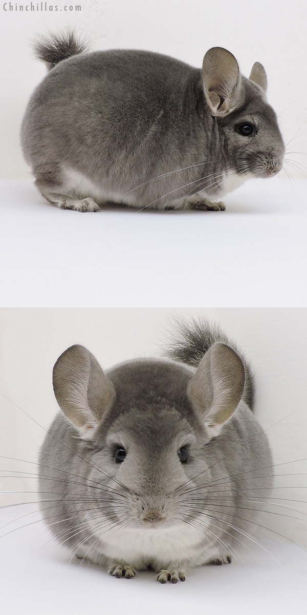 16175 Herd Improvement Quality Violet Male Chinchilla