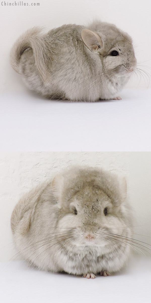 16186 Exceptional Beige  Royal Persian Angora Female Chinchilla with Lion Mane