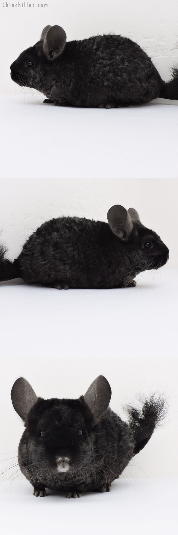 16182 Extra Curly Full Locken Female Chinchilla