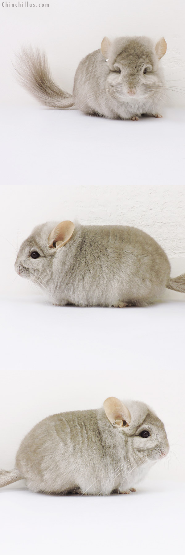 16196 Exceptional, Blocky Beige  Royal Persian Angora Male Chinchilla