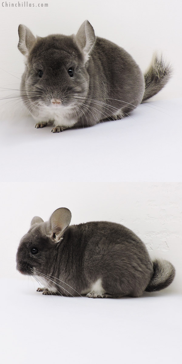 16188 Show Quality TOV Violet Female Chinchilla