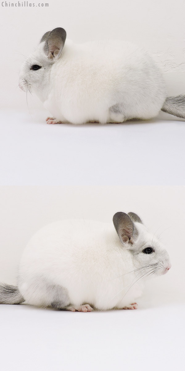 16189 Blocky, Show Quality White Mosaic Female Chinchilla