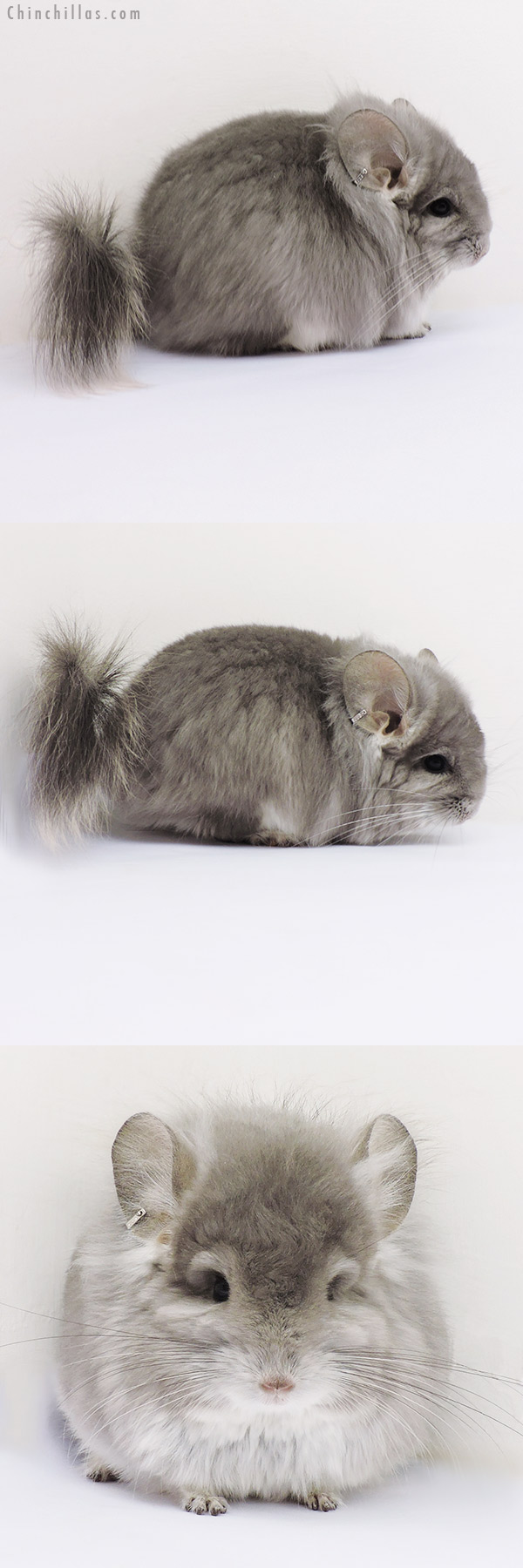 16203 Exceptional Violet  Royal Persian Angora Male Chinchilla with Lion Mane