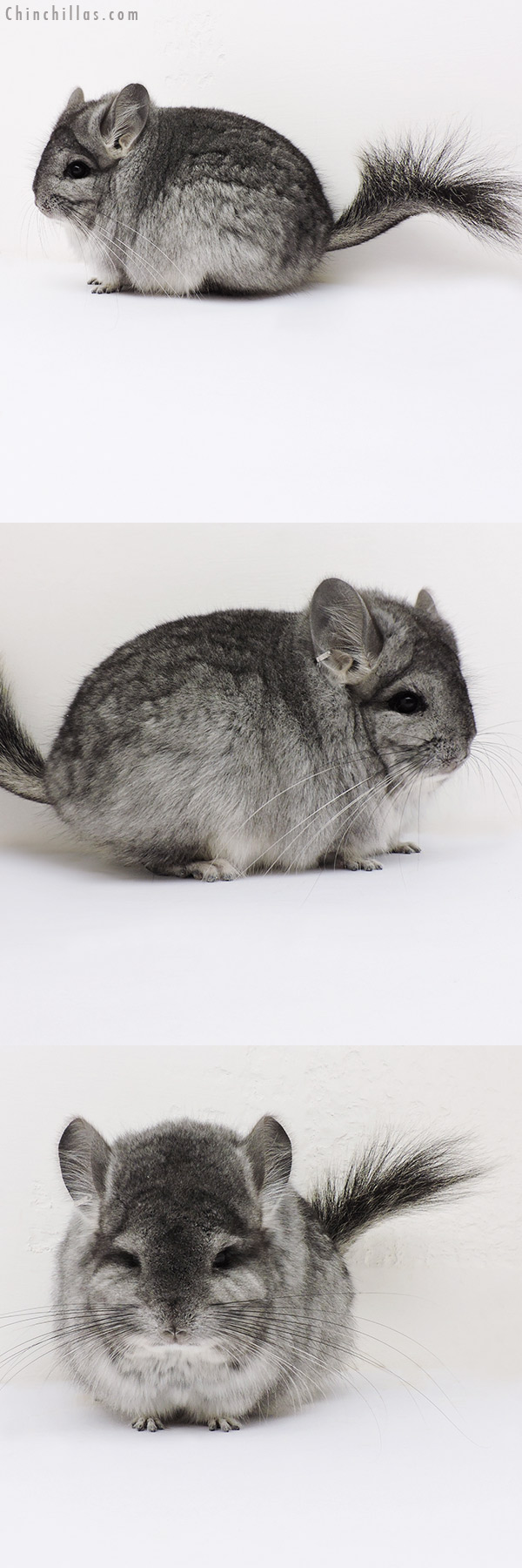 16184 Standard  Royal Persian Angora Female Chinchilla