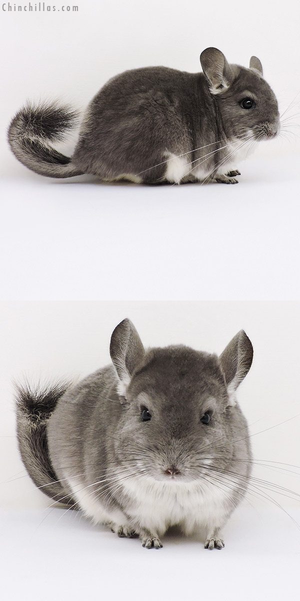 16181 Large Show Quality Violet Female Chinchilla