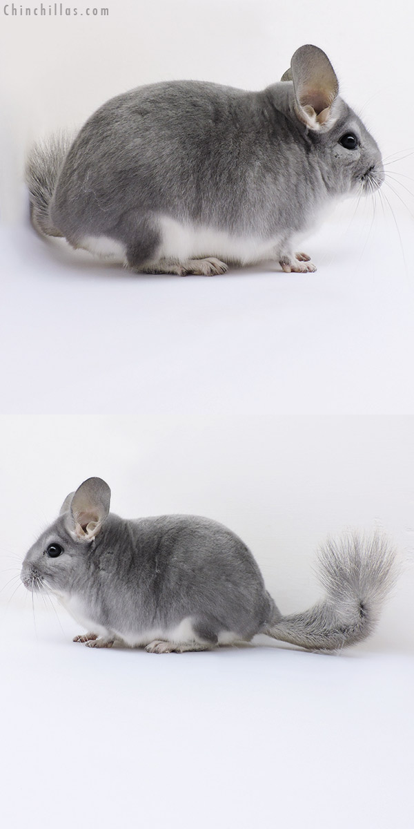 16198 Show Quality Blue Diamond Male Chinchilla