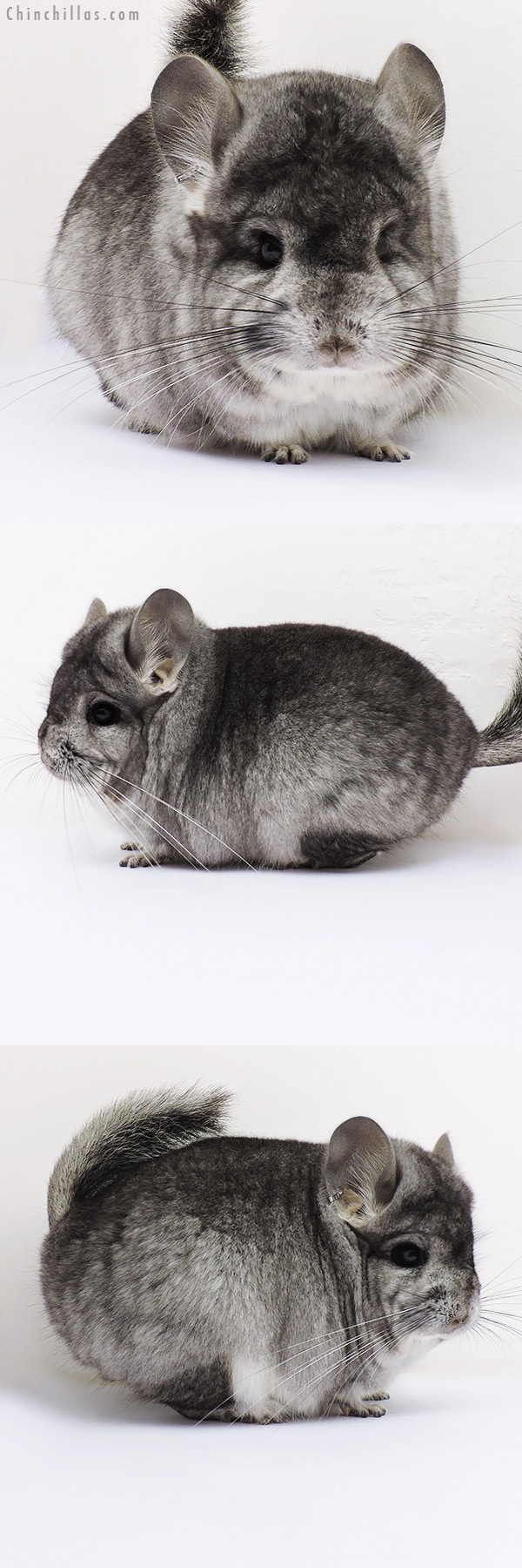 16204 Blocky Standard  Royal Persian Angora Male Chinchilla