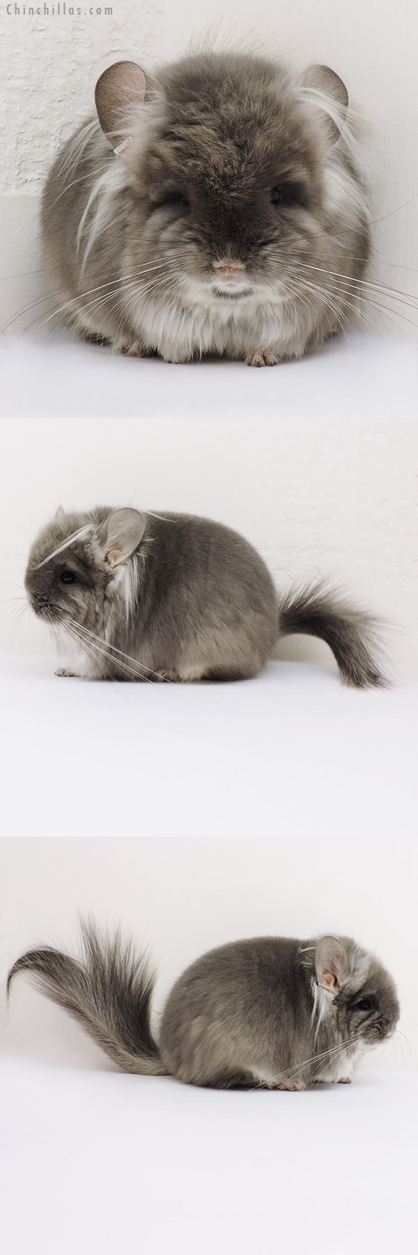 16197 Exceptional Brevi Type TOV Violet G2  Royal Persian Angora Male Chinchilla with Long Ear Tendrils