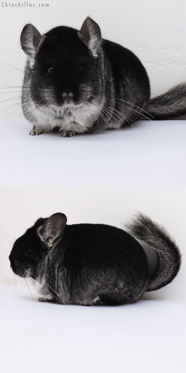 16206 Premium Production Quality Brevi Type Black Velvet Female Chinchilla