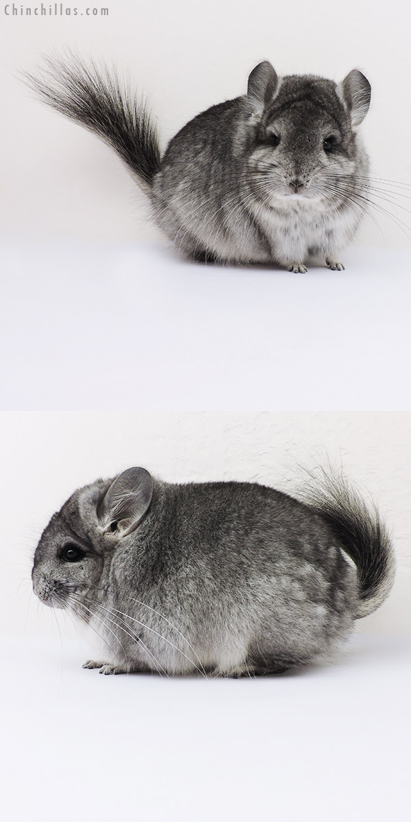 16213 Standard  Royal Persian Angora Female Chinchilla