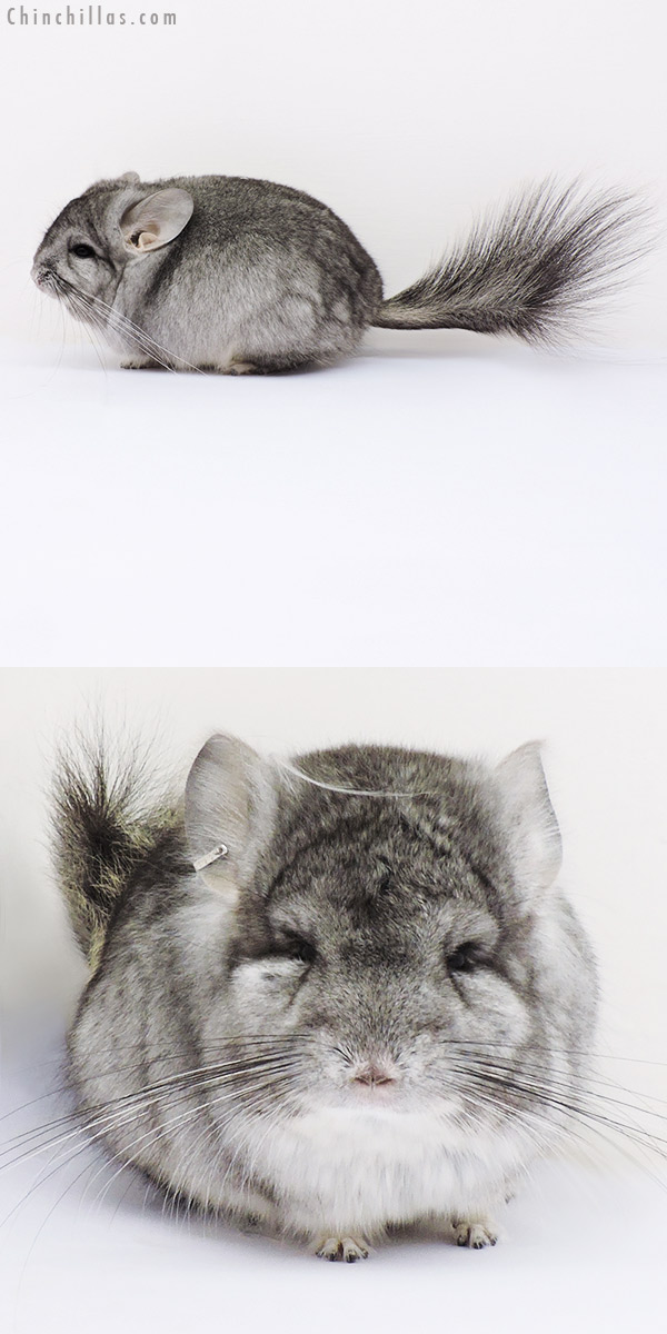 16200 Mini Standard ( Violet Carrier )  Royal Persian Angora Male Chinchilla