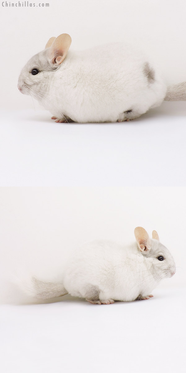 16193 Large Show Quality Pink White Male Chinchilla with Body Spot