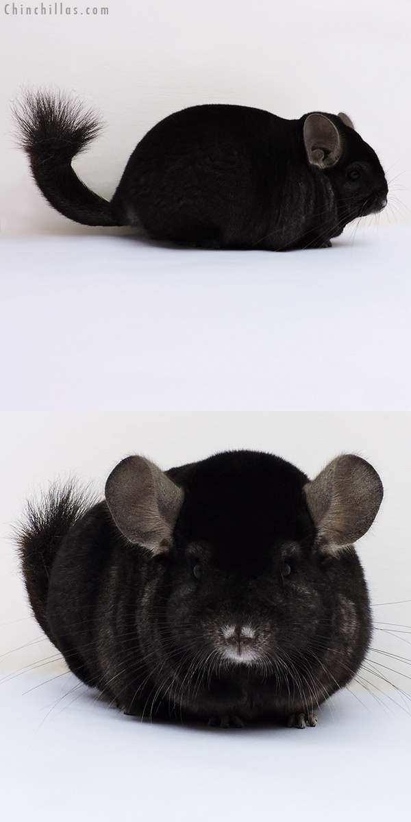 16207 Premium Production Quality Ebony / Mahogany Female Chinchilla