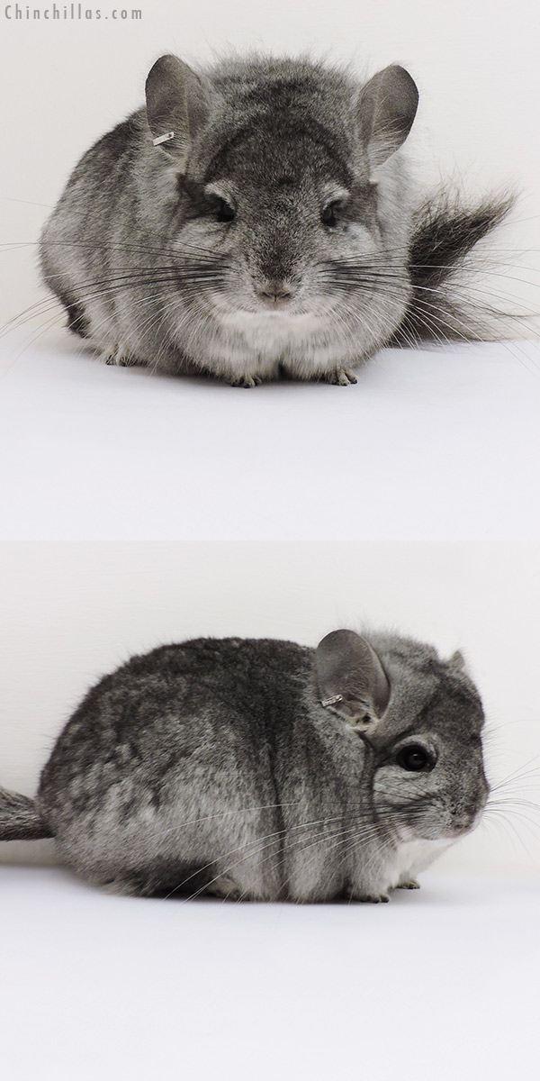 16195 Standard  Royal Persian Angora Male Chinchilla with Lion Mane