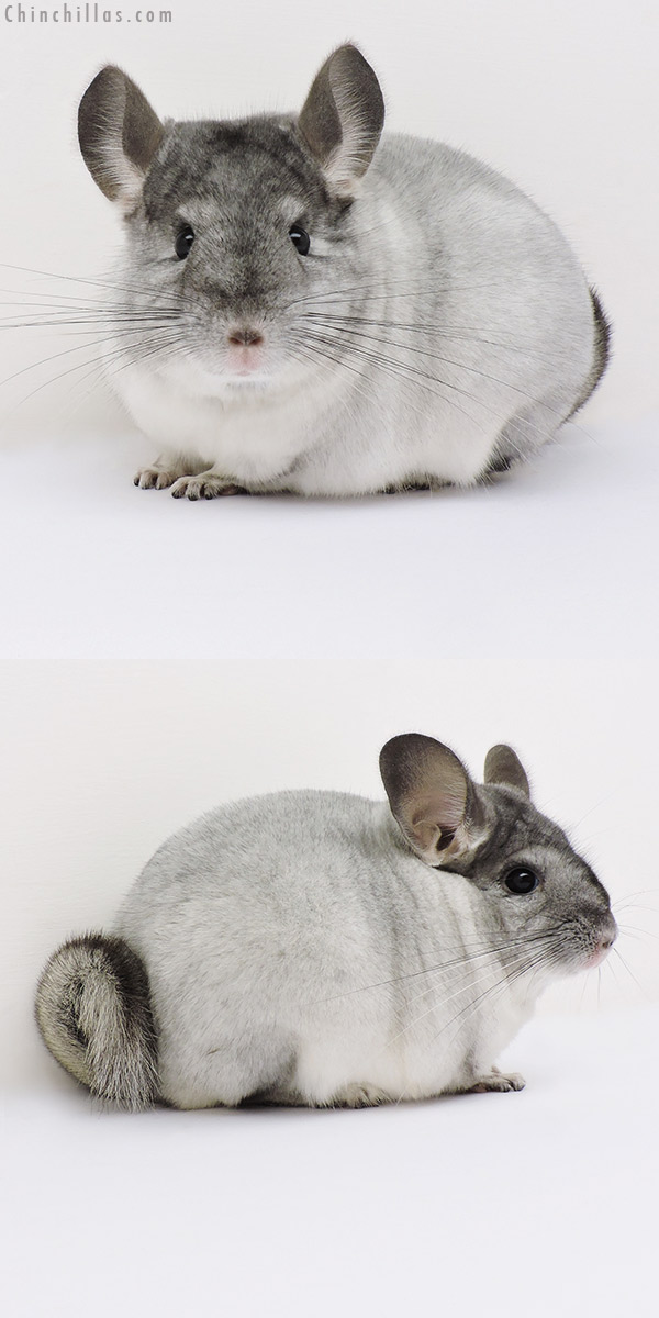 16187 Premium Production Quality Silver Mosaic Female Chinchilla