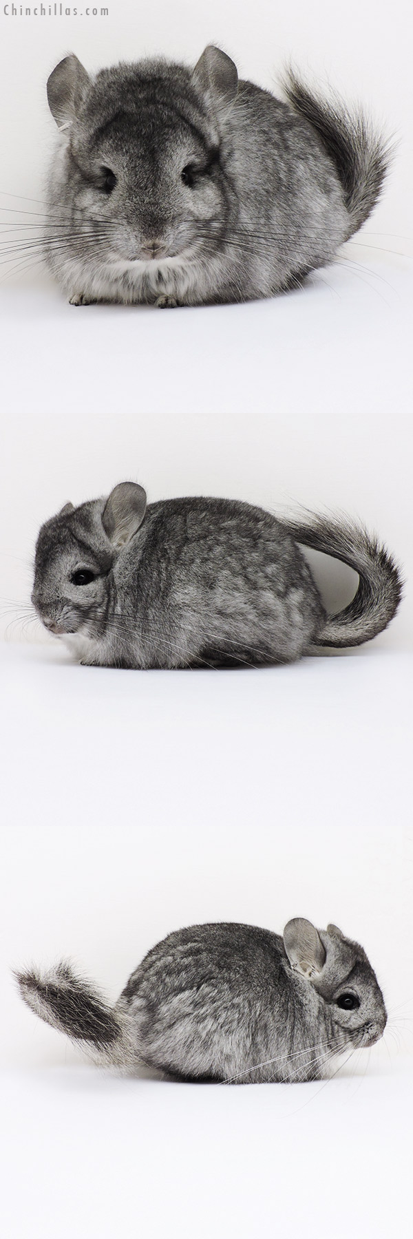 16183 Standard  Royal Persian Angora Female Chinchilla