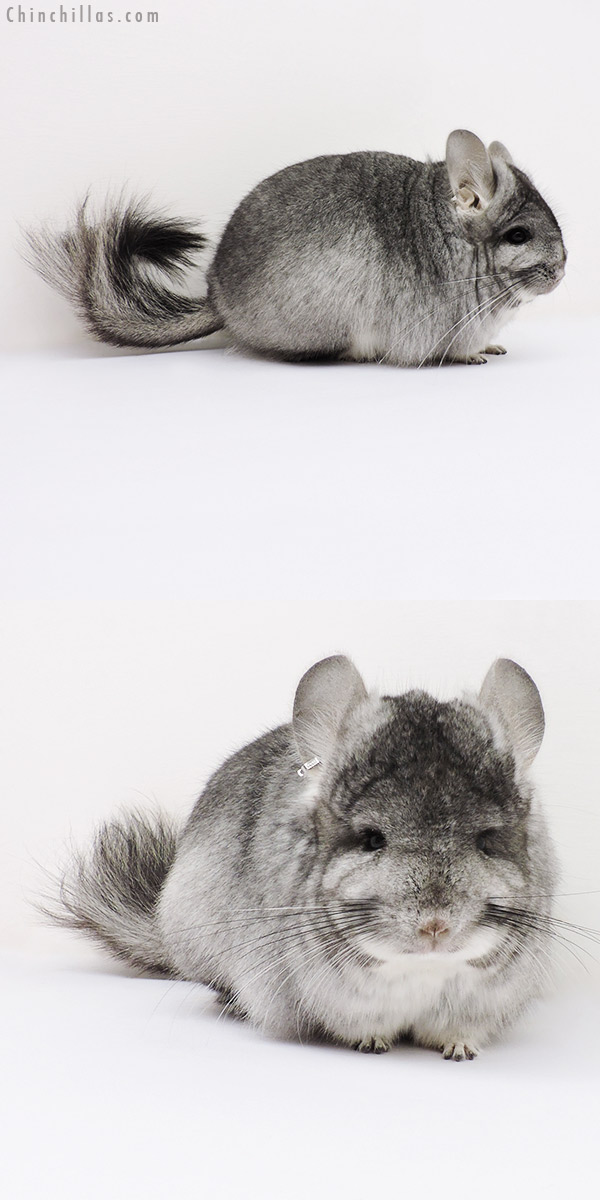 16185 Standard  Royal Persian Angora Female Chinchilla