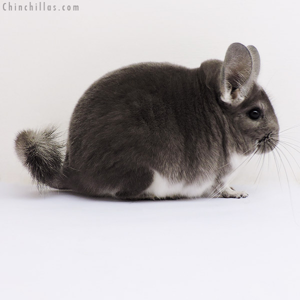 16209 Show Quality Violet Female Chinchilla