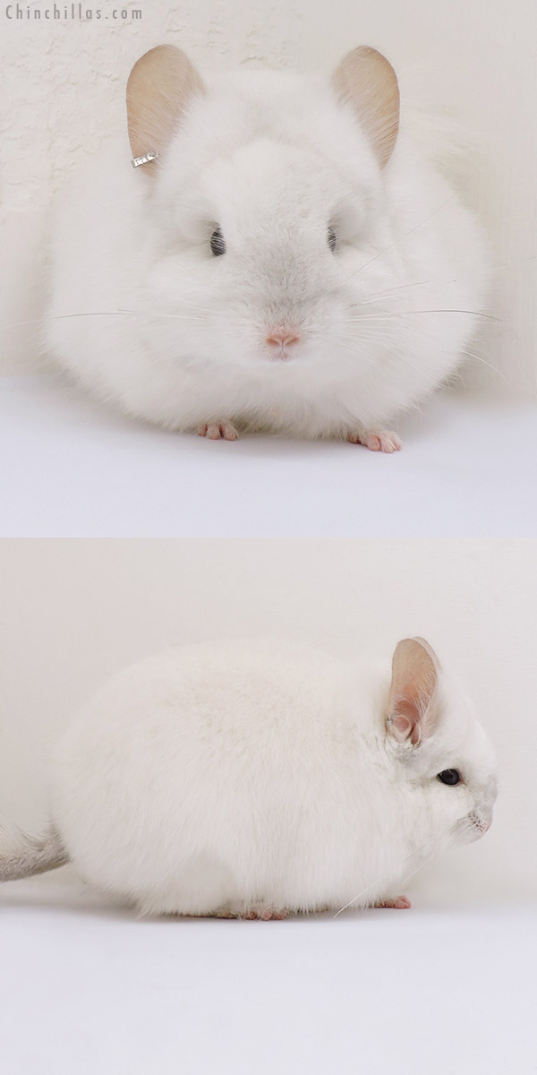 16201 Exceptional Pink White  Royal Persian Angora Male Chinchilla