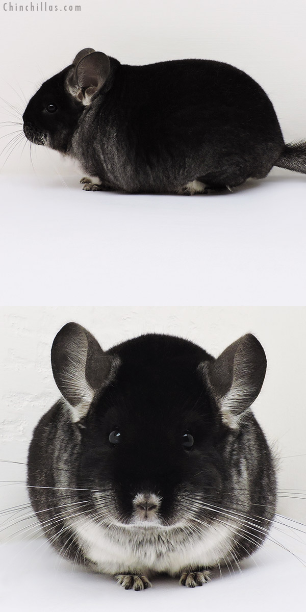 16191 Large Blocky Herd Improvement Quality Black Velvet Male Chinchilla