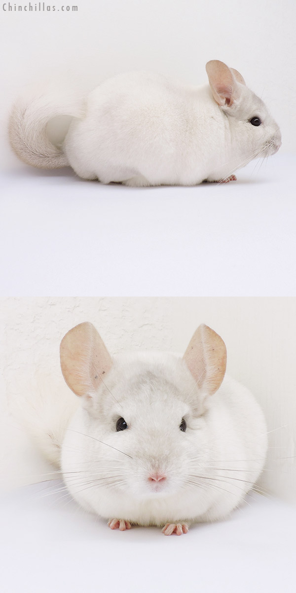 16199 Show Quality Pink White Male Chinchilla