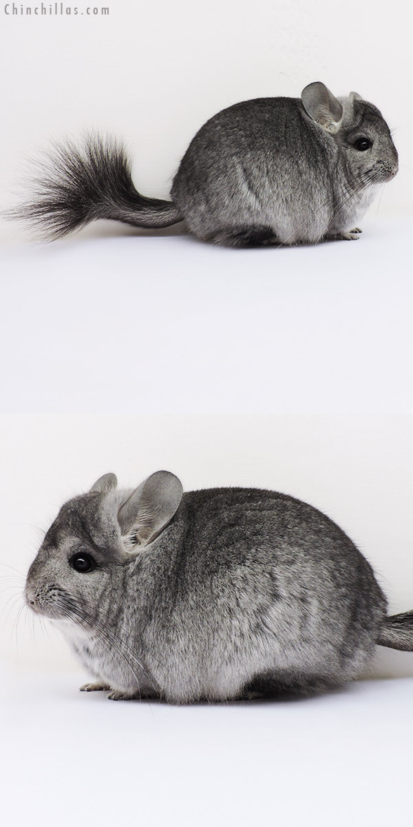 16211 Standard  Royal Persian Angora Female Chinchilla