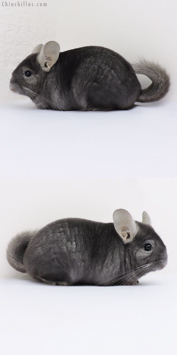 16210 Show Quality Wrap Around Sapphire Female Chinchilla