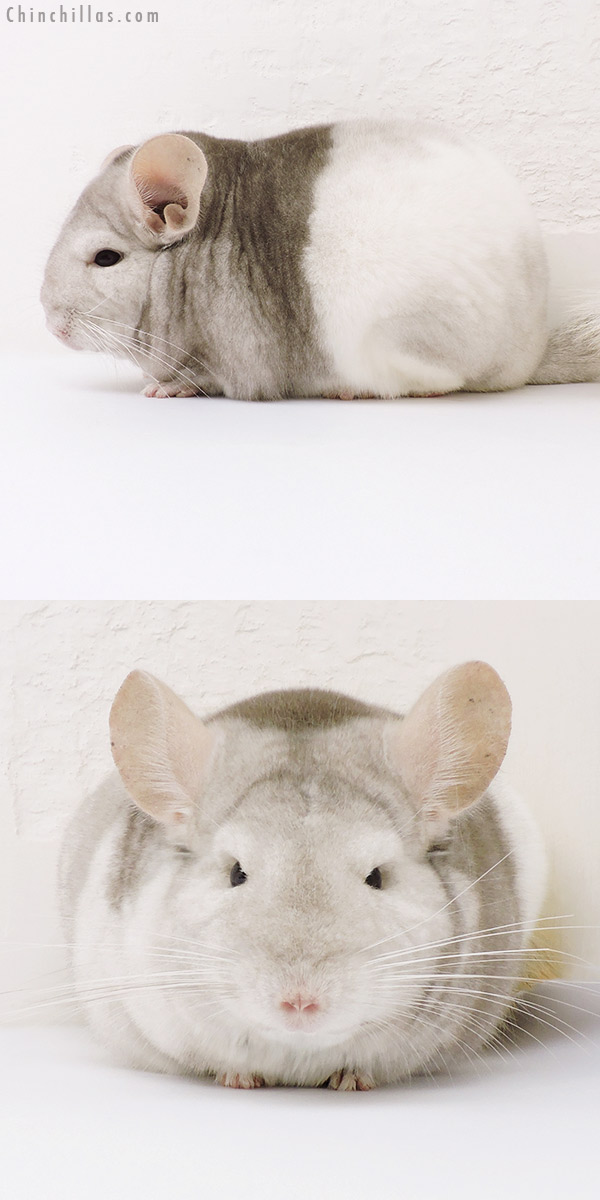 16231 Premium Production Quality Tri Tone Extreme Beige & White Mosaic Female Chinchilla